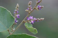 Desmodium velutinum
